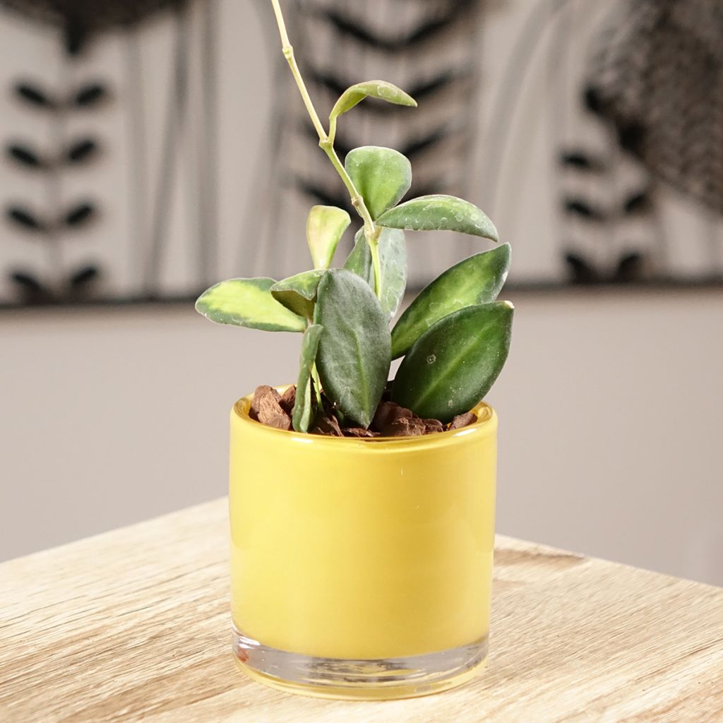 Hoya burtoniae Variegata - Fiore di cera