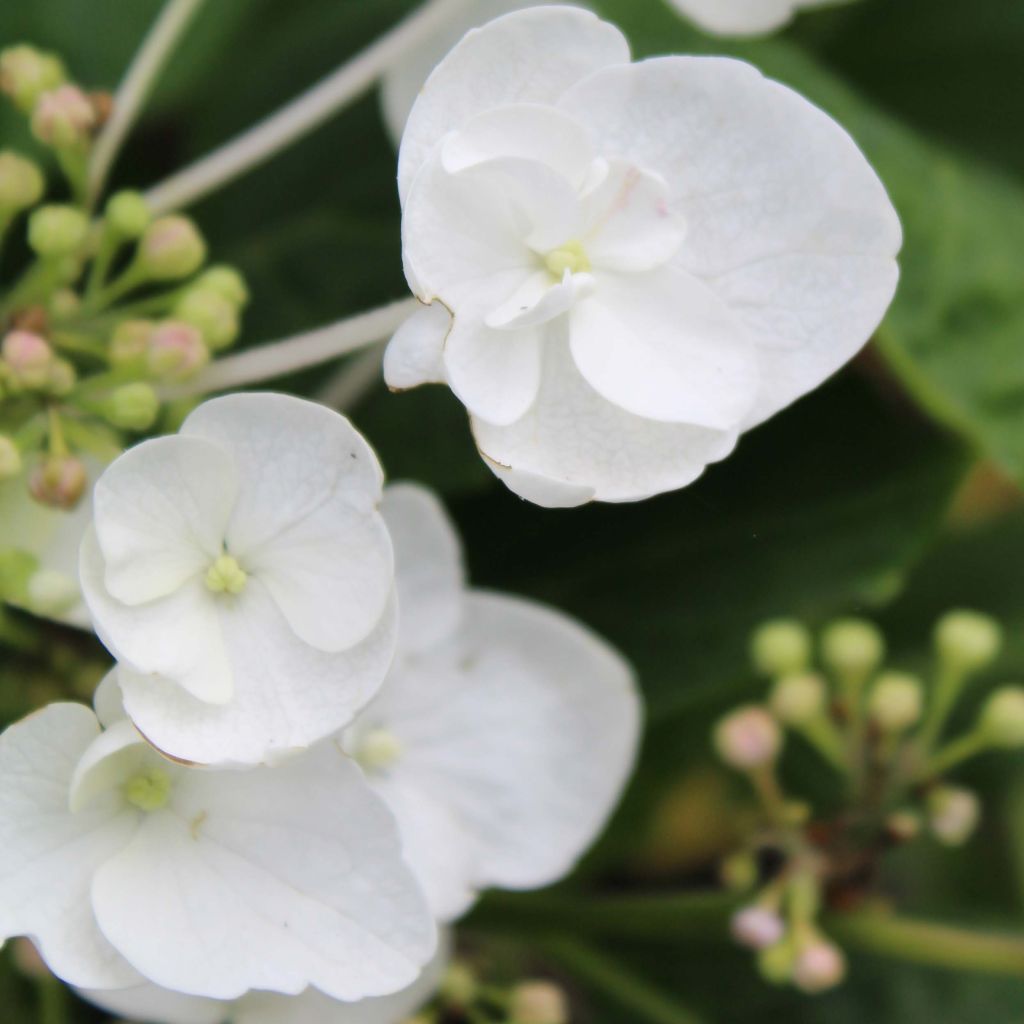 Hydrangea macrophylla Libelle - Ortensia