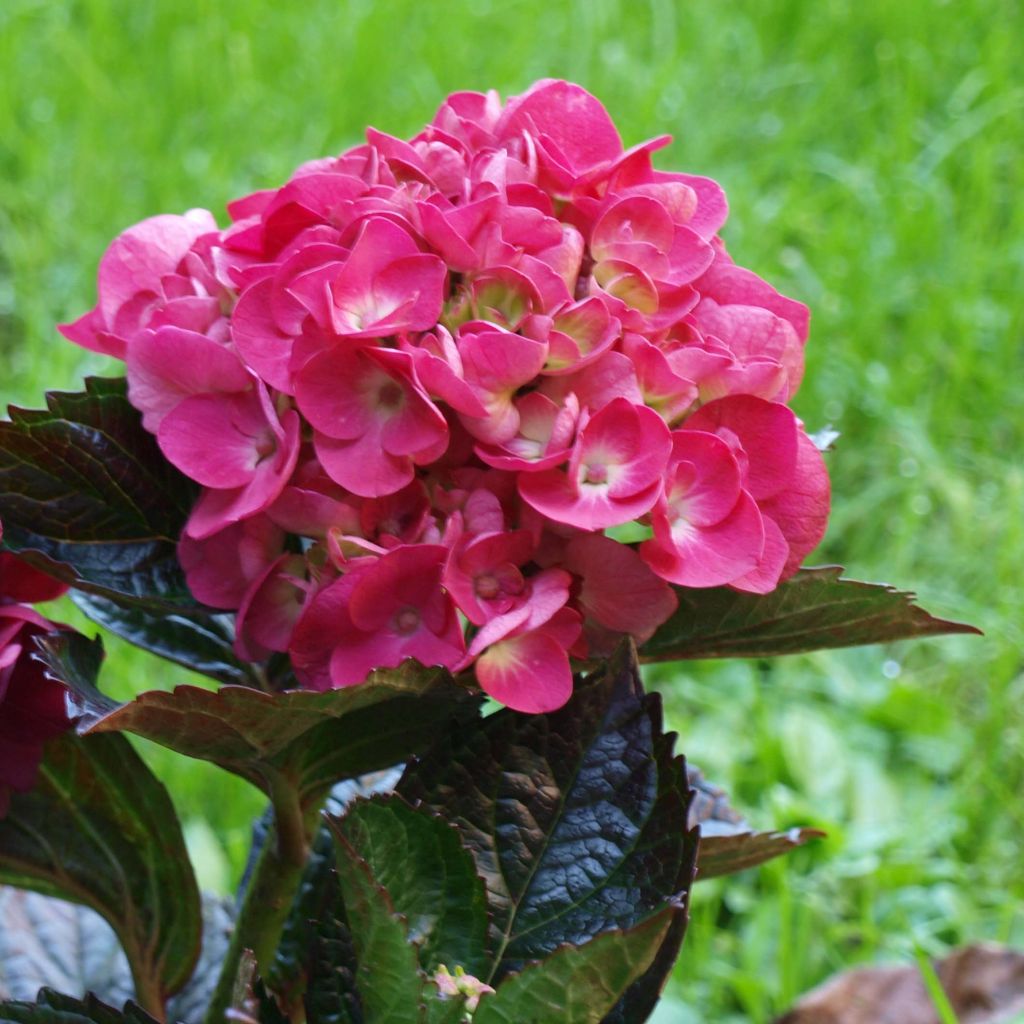 Hydrangea macrophylla Merveille Sanguine - Ortensia