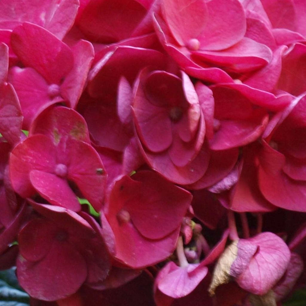 Hydrangea macrophylla Merveille Sanguine - Ortensia