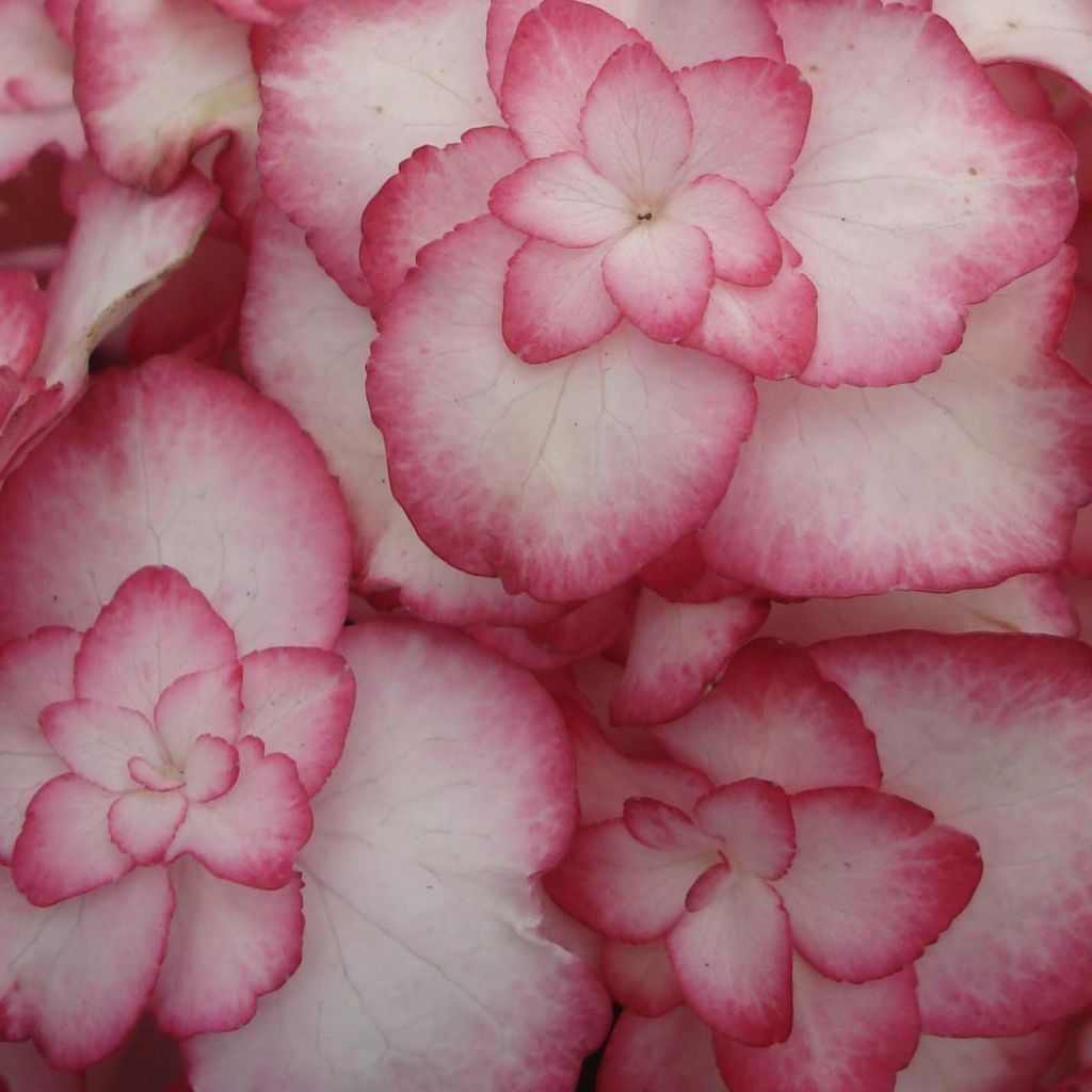 Hydrangea macrophylla Miss Saori - Ortensia