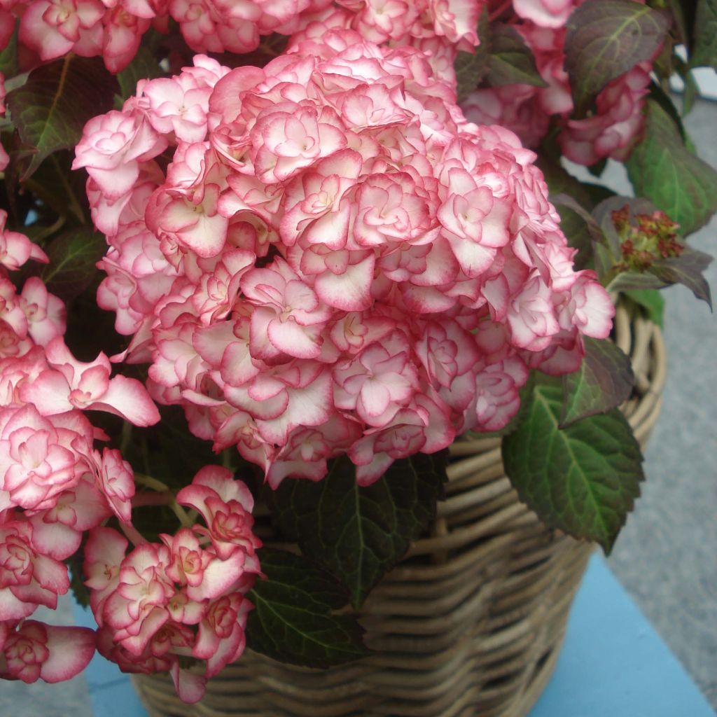 Hydrangea macrophylla Miss Saori - Ortensia