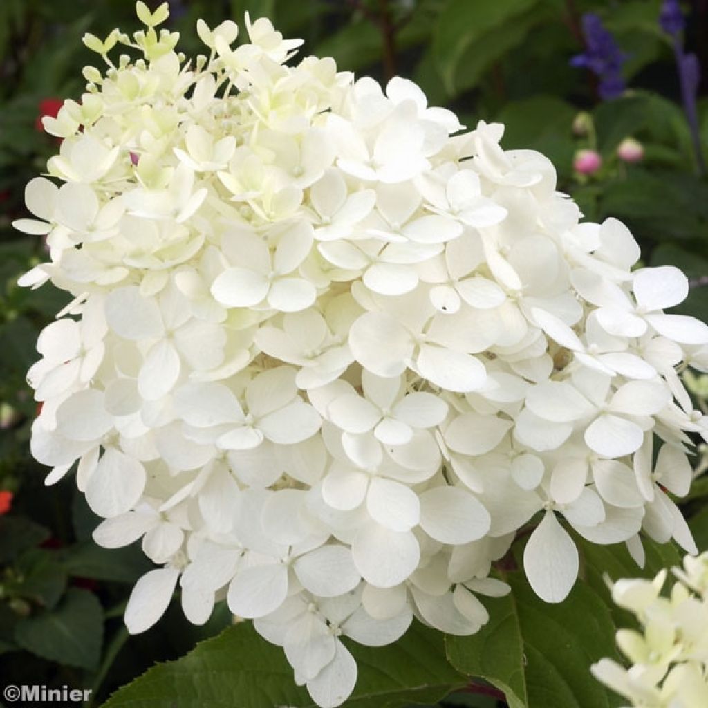 Hydrangea paniculata Phantom - Ortensia paniculata