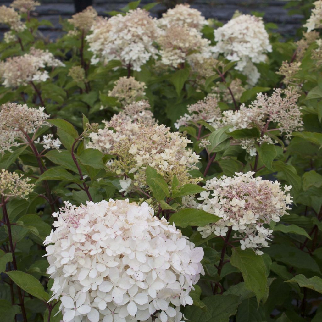Hydrangea paniculata Phantom - Ortensia paniculata