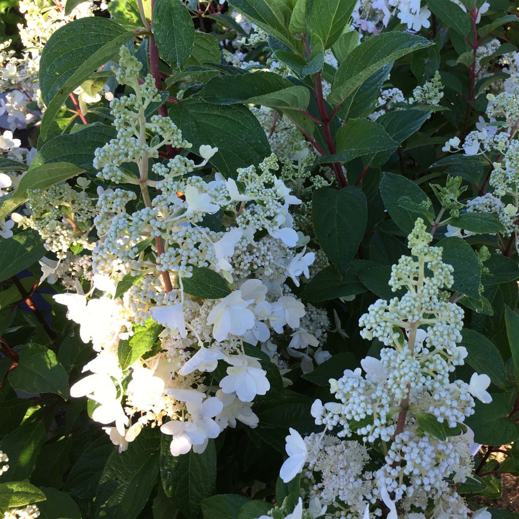 Hydrangea paniculata Pinky Winky - Ortensia paniculata