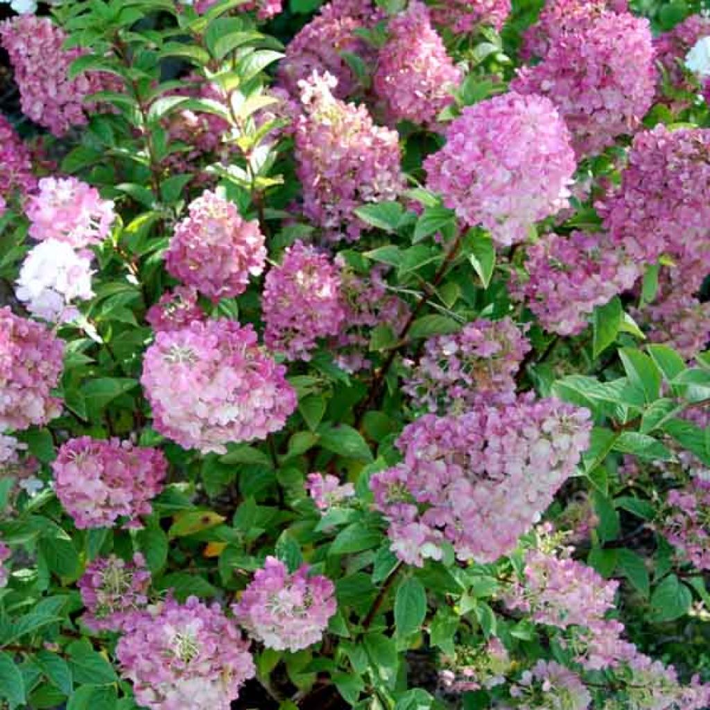 Hydrangea paniculata Sundae Fraise - Ortensia paniculata