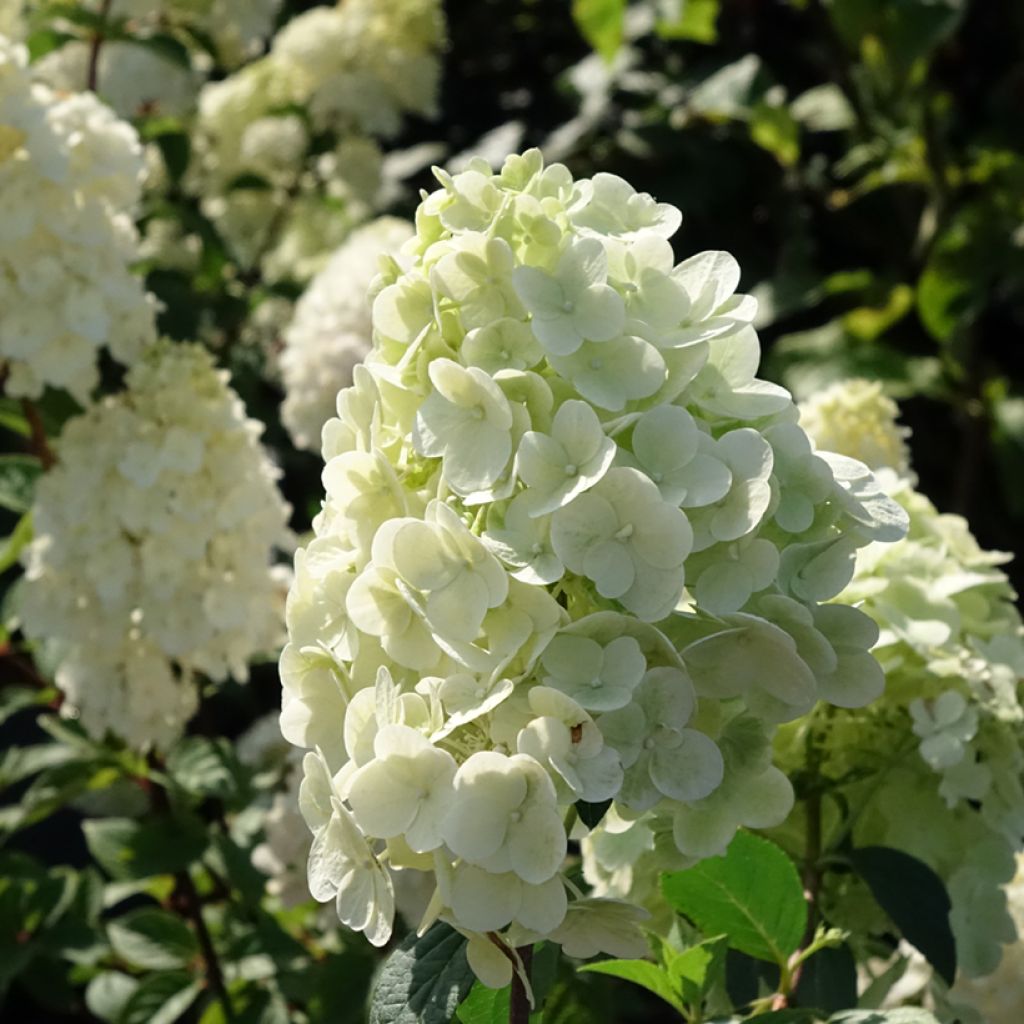 Hydrangea paniculata Sundae Fraise - Ortensia paniculata