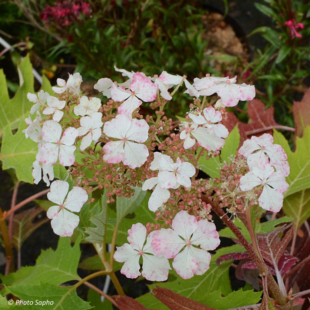 Hydrangea quercifolia Ice Crystal - Ortensia a foglie di quercia