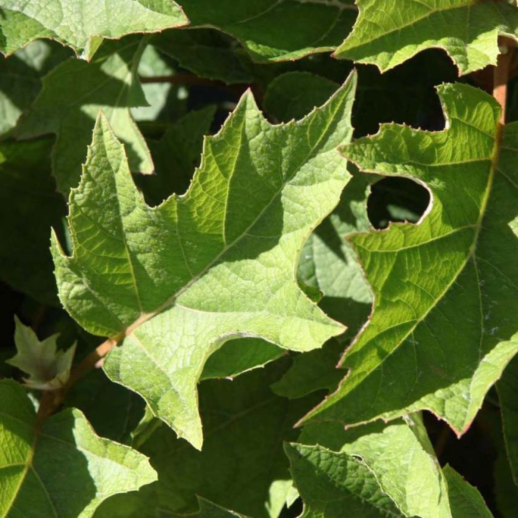Hydrangea quercifolia Munchkin - Ortensia a foglie di quercia