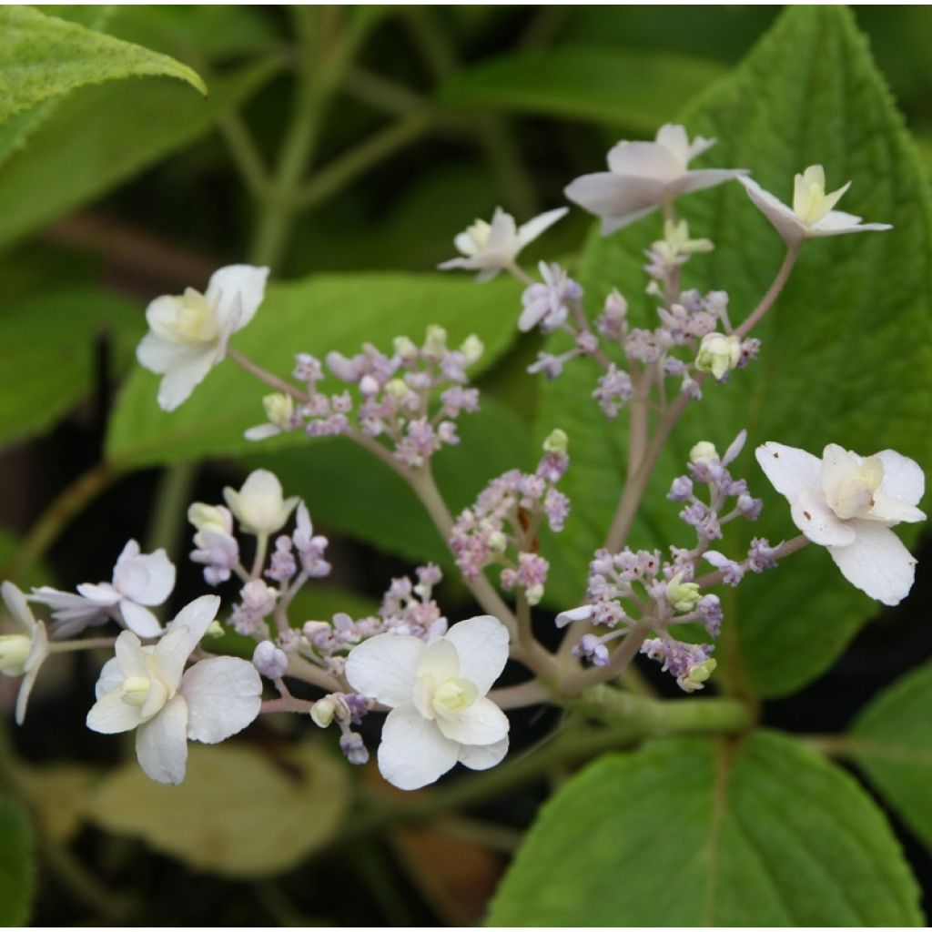 Hydrangea involucrata Yoraku Tama - Ortensia
