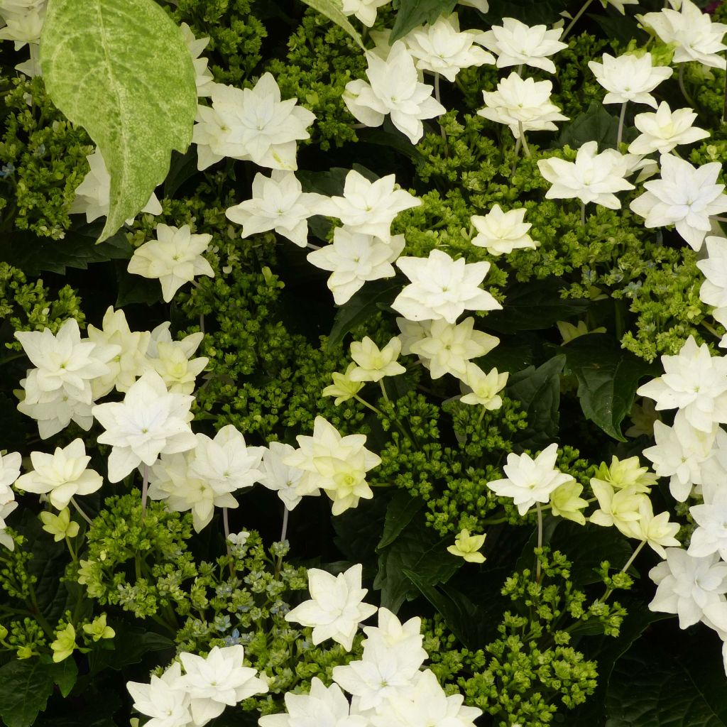 Hydrangea macrophylla Hovaria Fireworks White - Ortensia