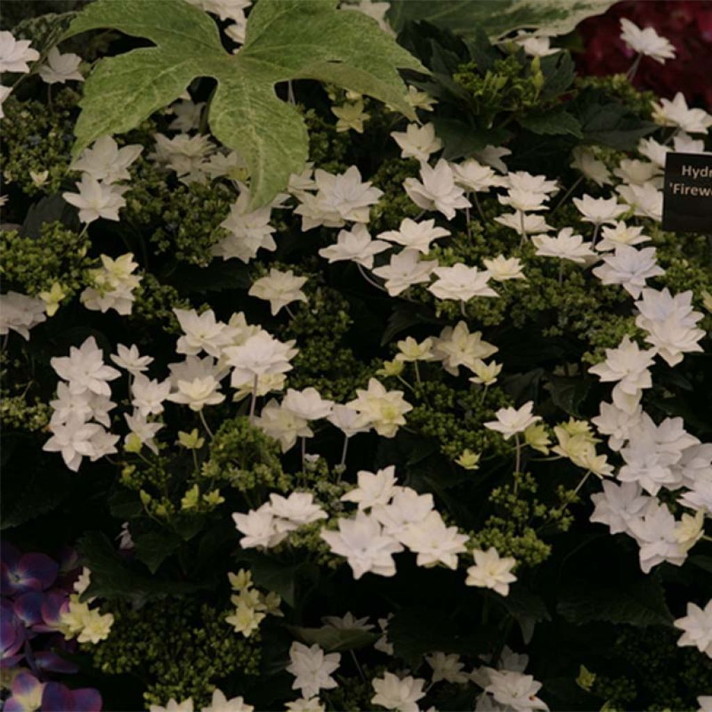 Hydrangea macrophylla Hovaria Fireworks White - Ortensia