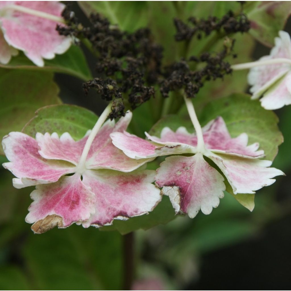 Hydrangea macrophylla Koria - Ortensia