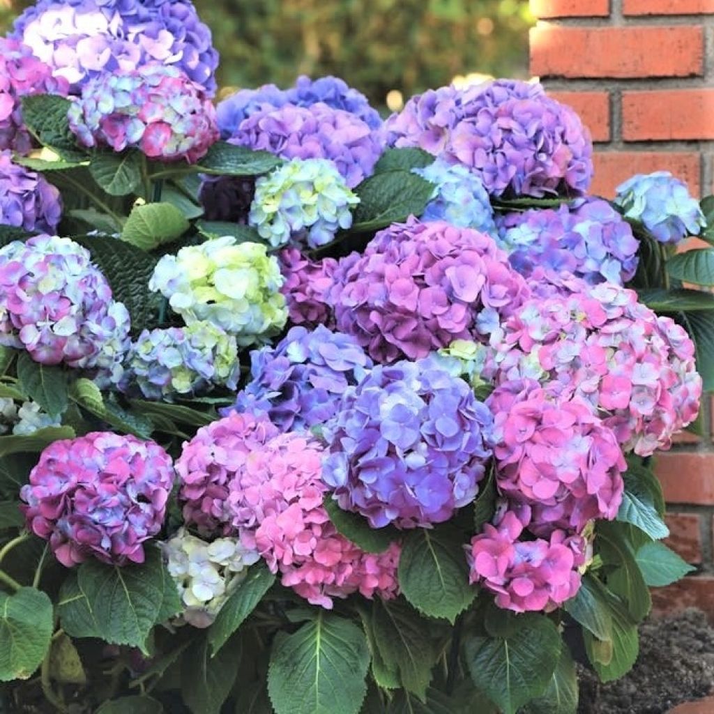 Hydrangea macrophylla L.A Dreamin - Ortensia