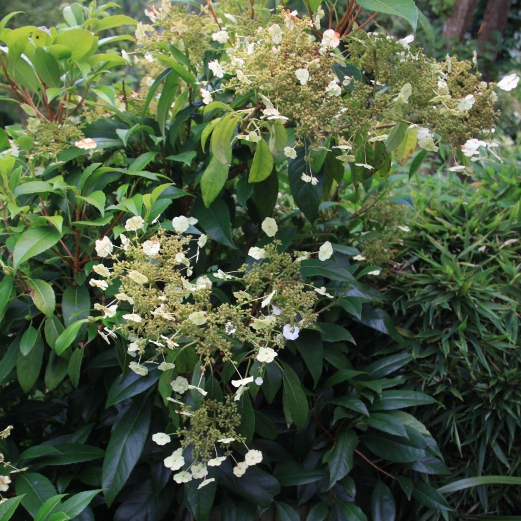 Hydrangea seemanii - Ortensia rampicante