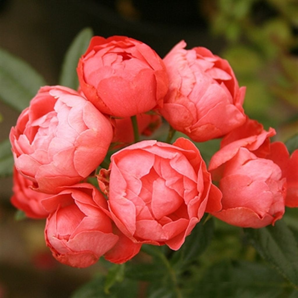 Rosa tappezzante Orange Morsdag