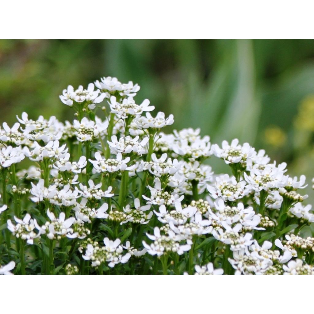 Iberis sempervirens Weisser Zwerg - Iberide sempreverde