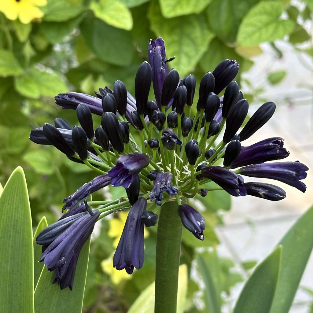 Agapanthus Black Magic