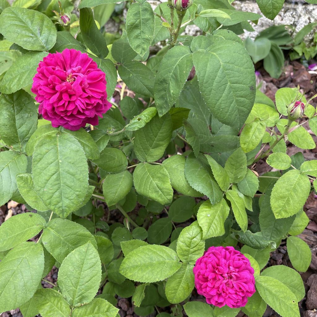 Rosa (x) damascena - Rosa di Damas