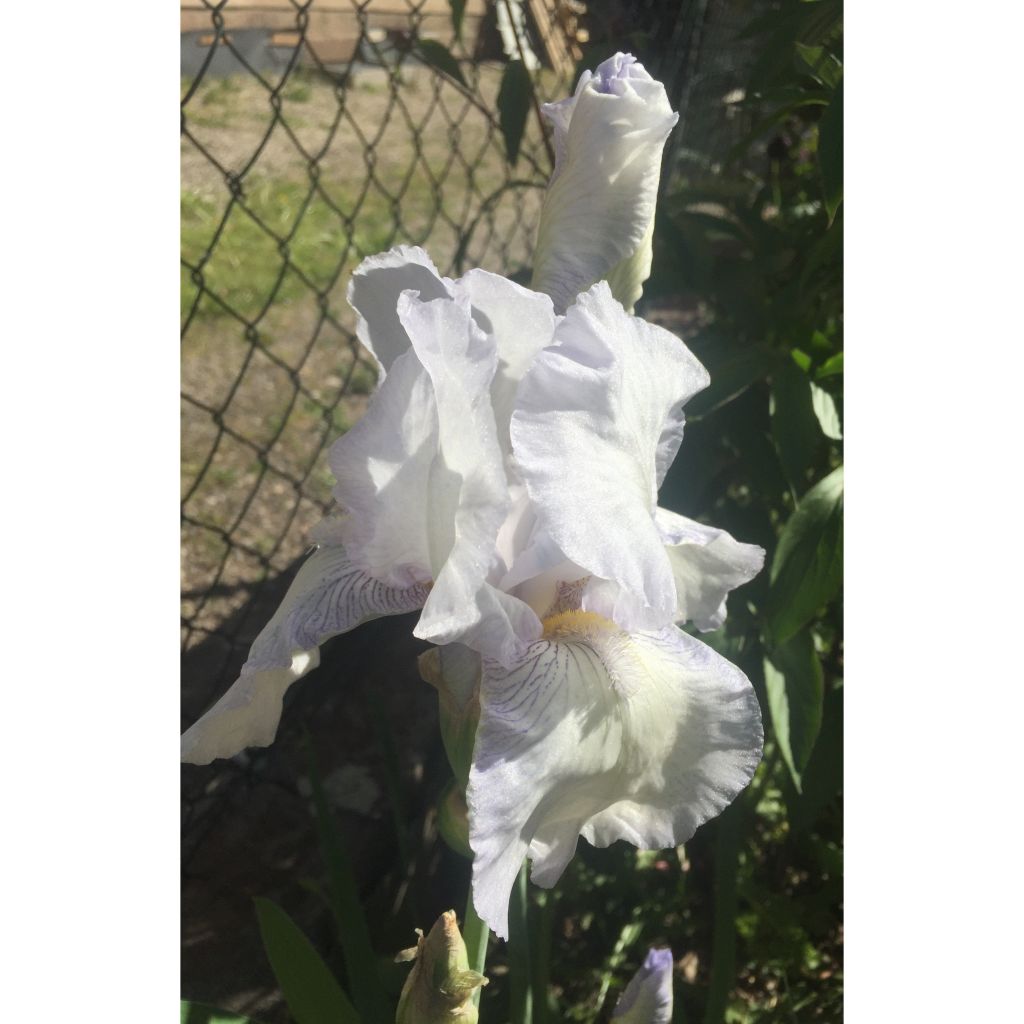 Iris germanica English cottage - Giaggiolo paonazzo