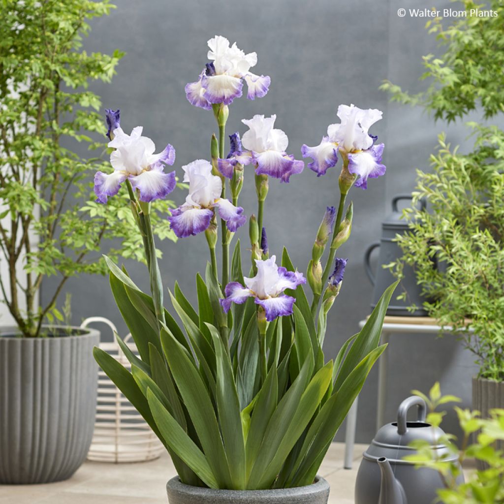 Iris germanica Pastel Printanier - Giaggiolo paonazzo