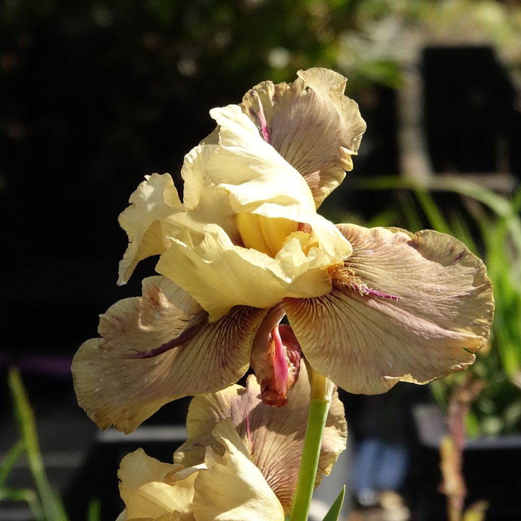 Iris germanica Thornbird - Giaggiolo paonazzo