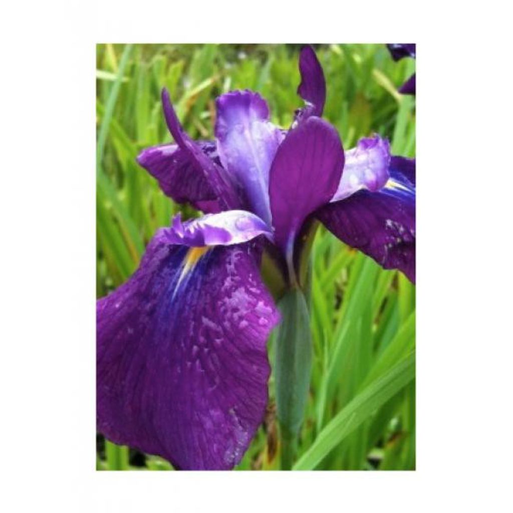 Iris ensata Sea of Amethyst - Iris giapponese