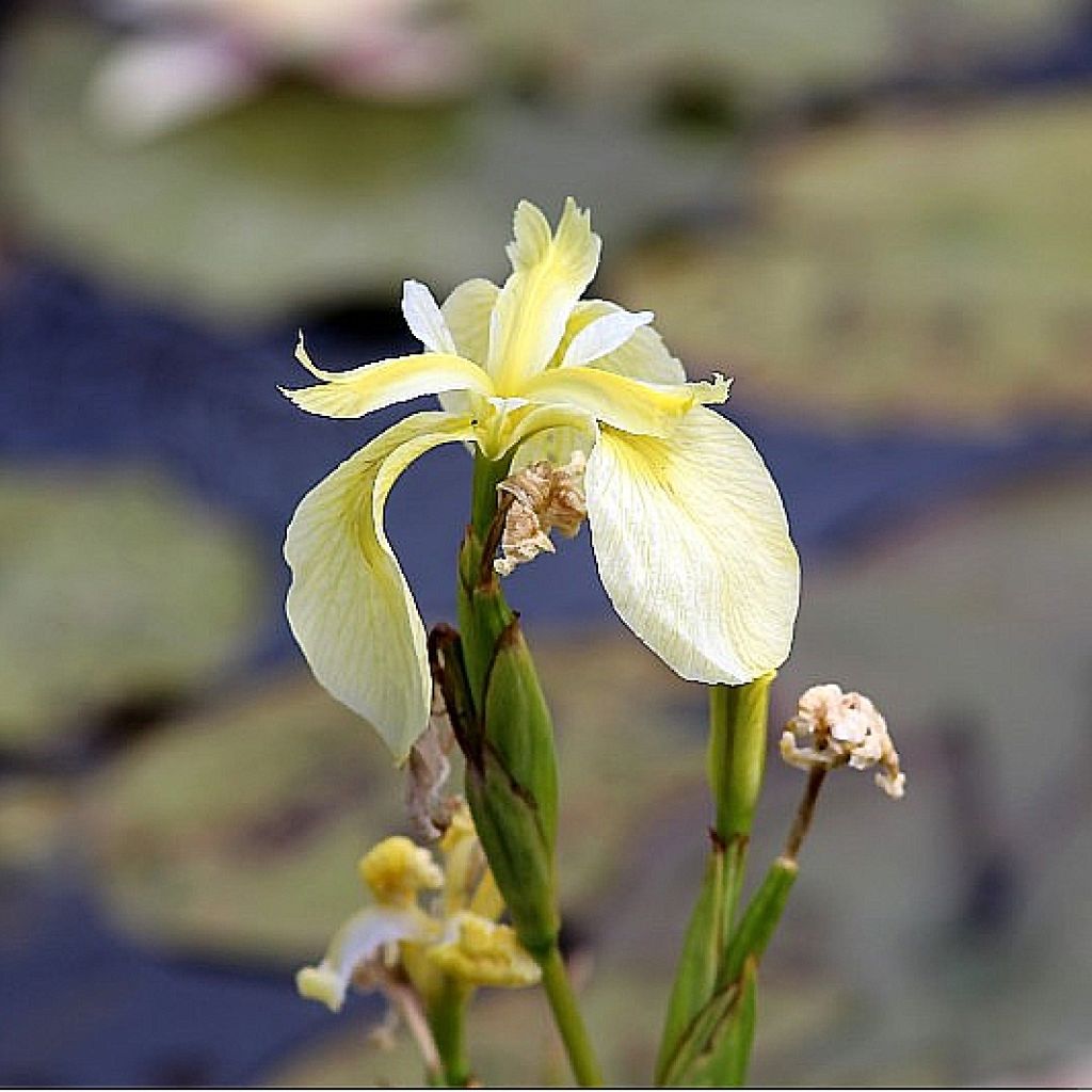 Iris pseudacorus Creme de la Creme - Giaggiolo acquatico