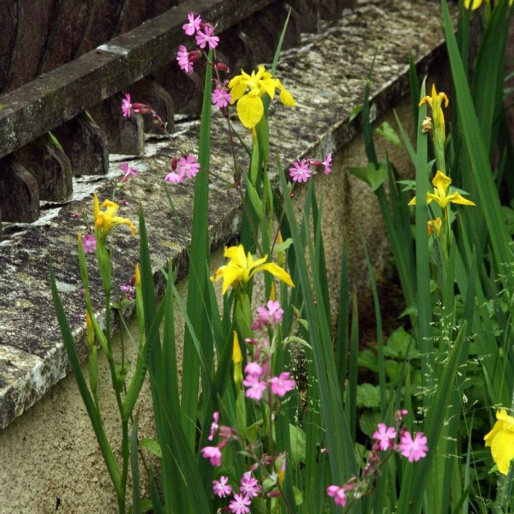 Iris pseudacorus - Giaggiolo acquatico