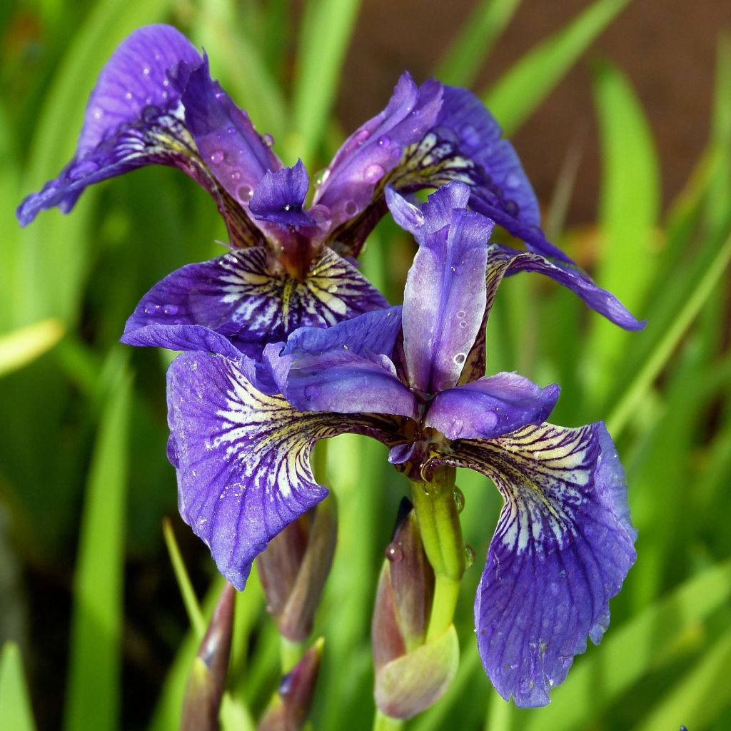 Iris setosa - Giaggiolo