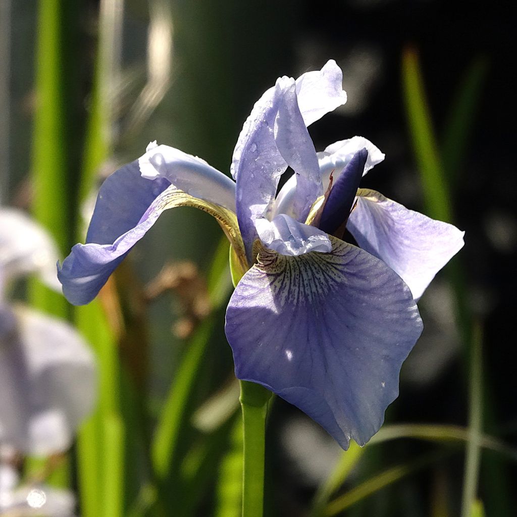 Iris sibirica Perry's Blue - Giaggiolo siberiano