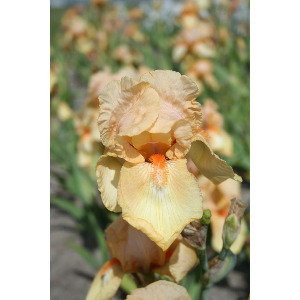 Iris germanica Skyfire - Giaggiolo paonazzo