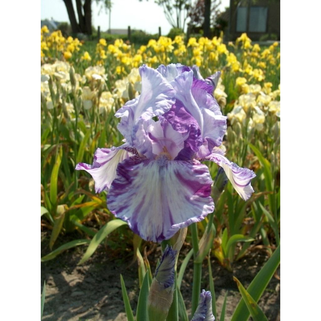 Iris germanica Batik - Giaggiolo paonazzo