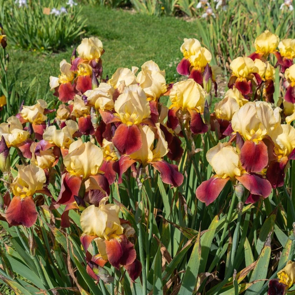 Iris germanica Accent Variegata - Giaggiolo paonazzo