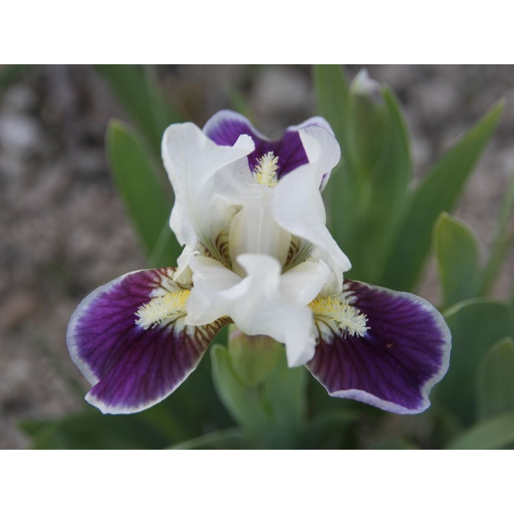 Iris germanica Making Eyes - Giaggiolo paonazzo