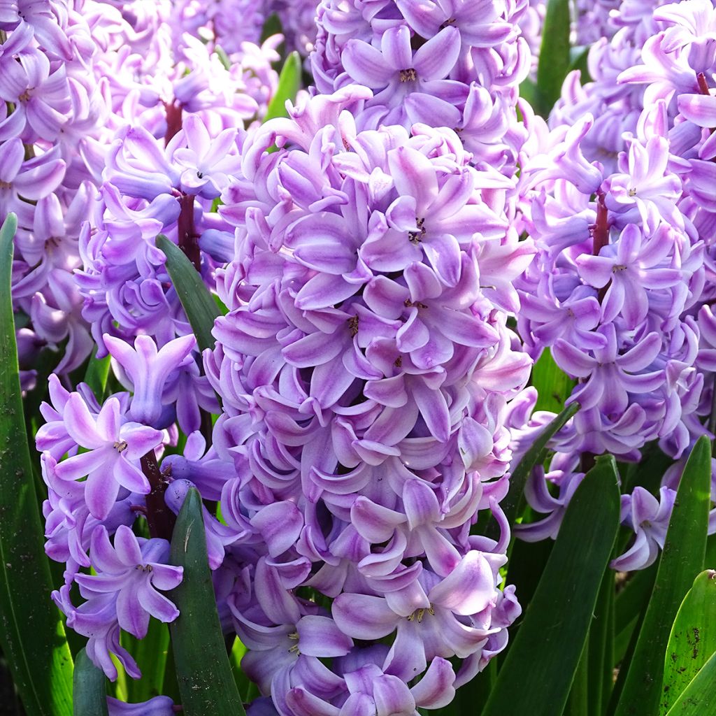 Giacinto Splendid Cornélia - Hyacinthus