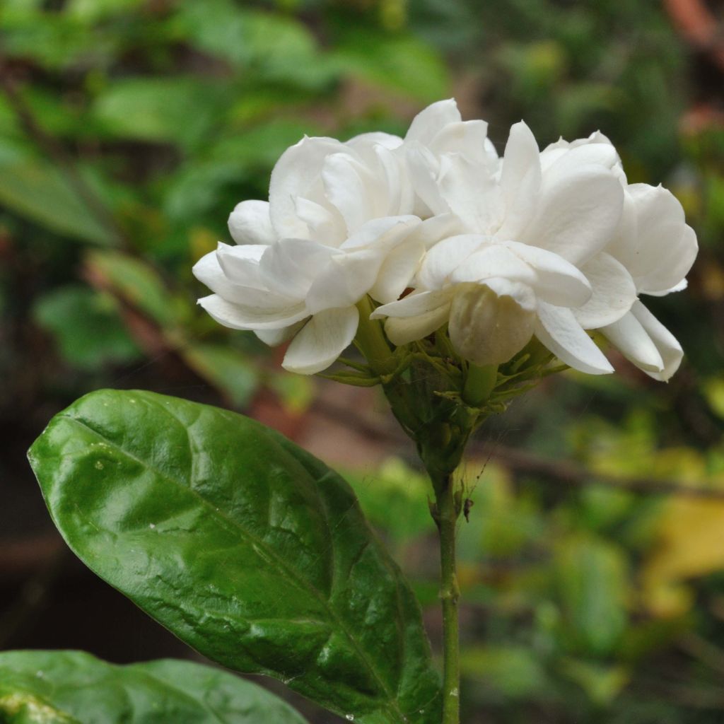 Jasminum sambac - Gelsomino arabo