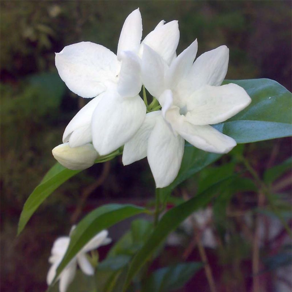 Jasminum sambac - Gelsomino arabo