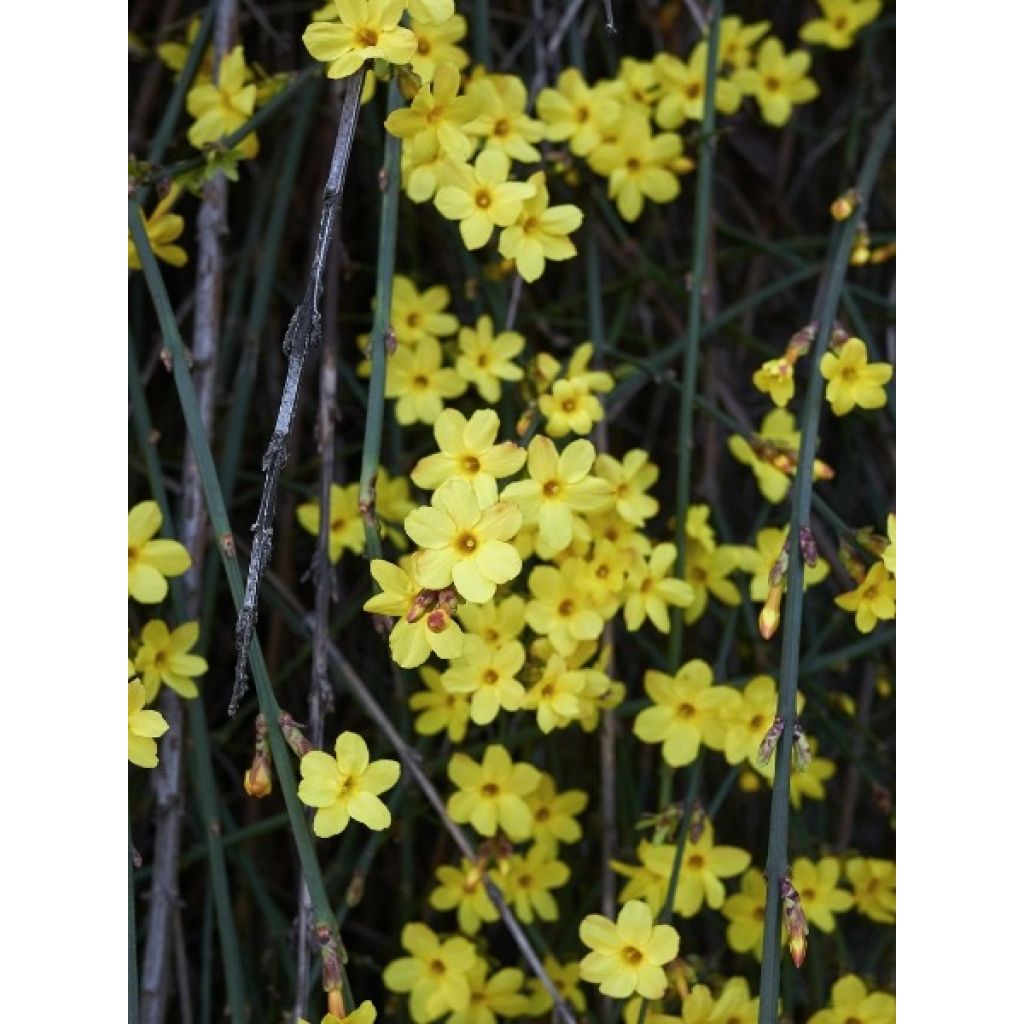 Jasminum nudiflorum - Gelsomino d'inverno