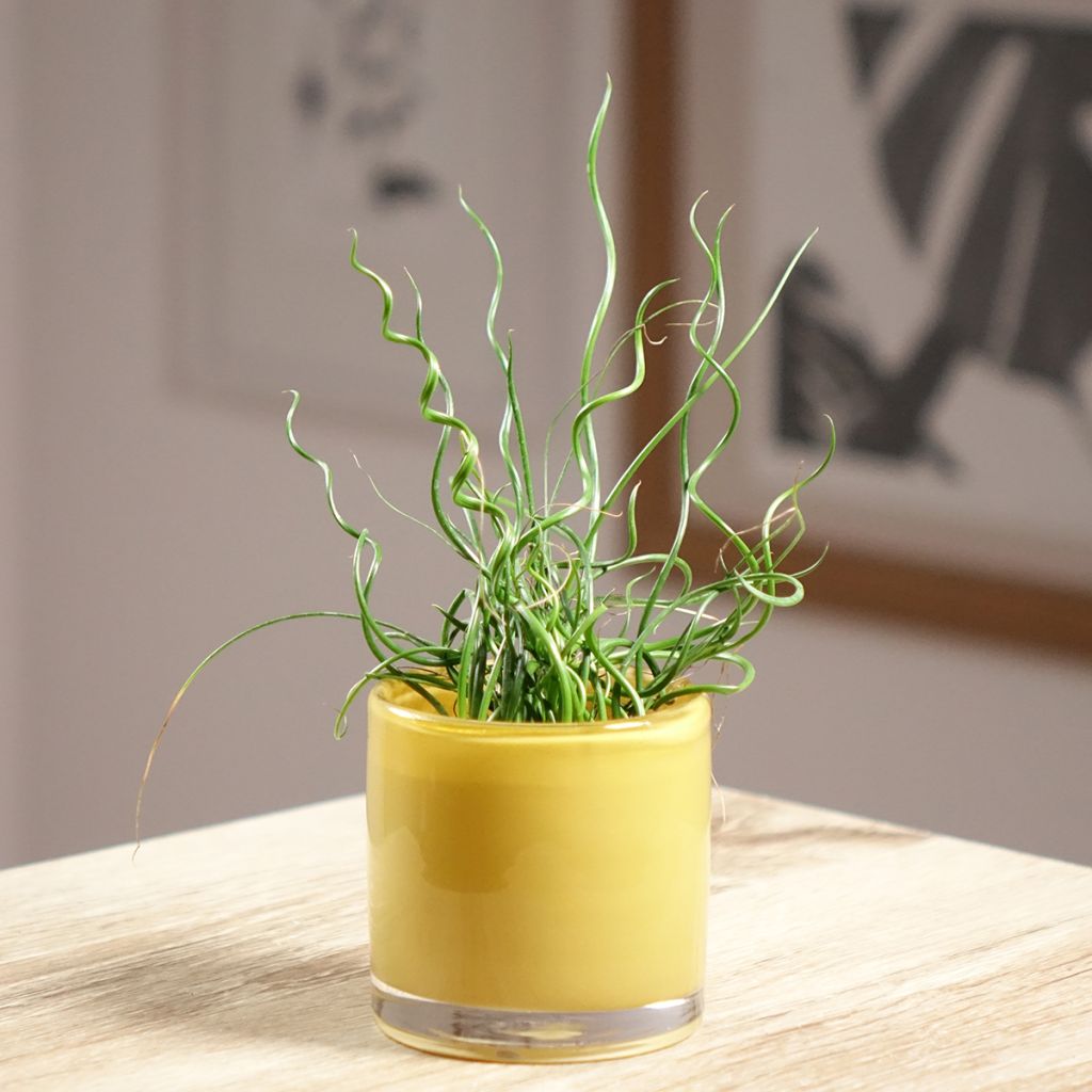 Juncus effusus Spiralis - Giunco cavatappi