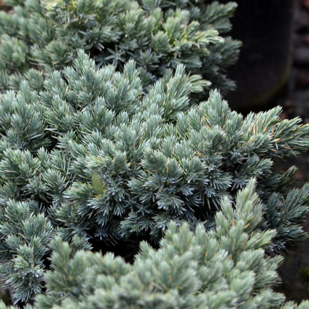 Juniperus squamata Blue Star - Ginepro