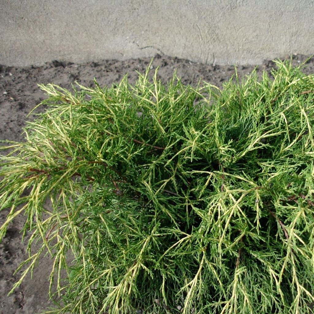 Juniperus pfitzeriana Gold Coast - Ginepro