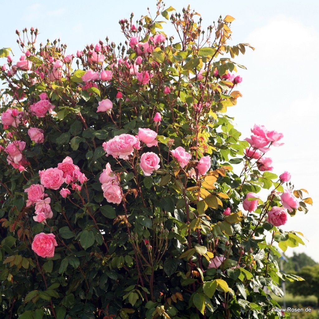 Rosa rampicante Parfuma Kiss me Kate