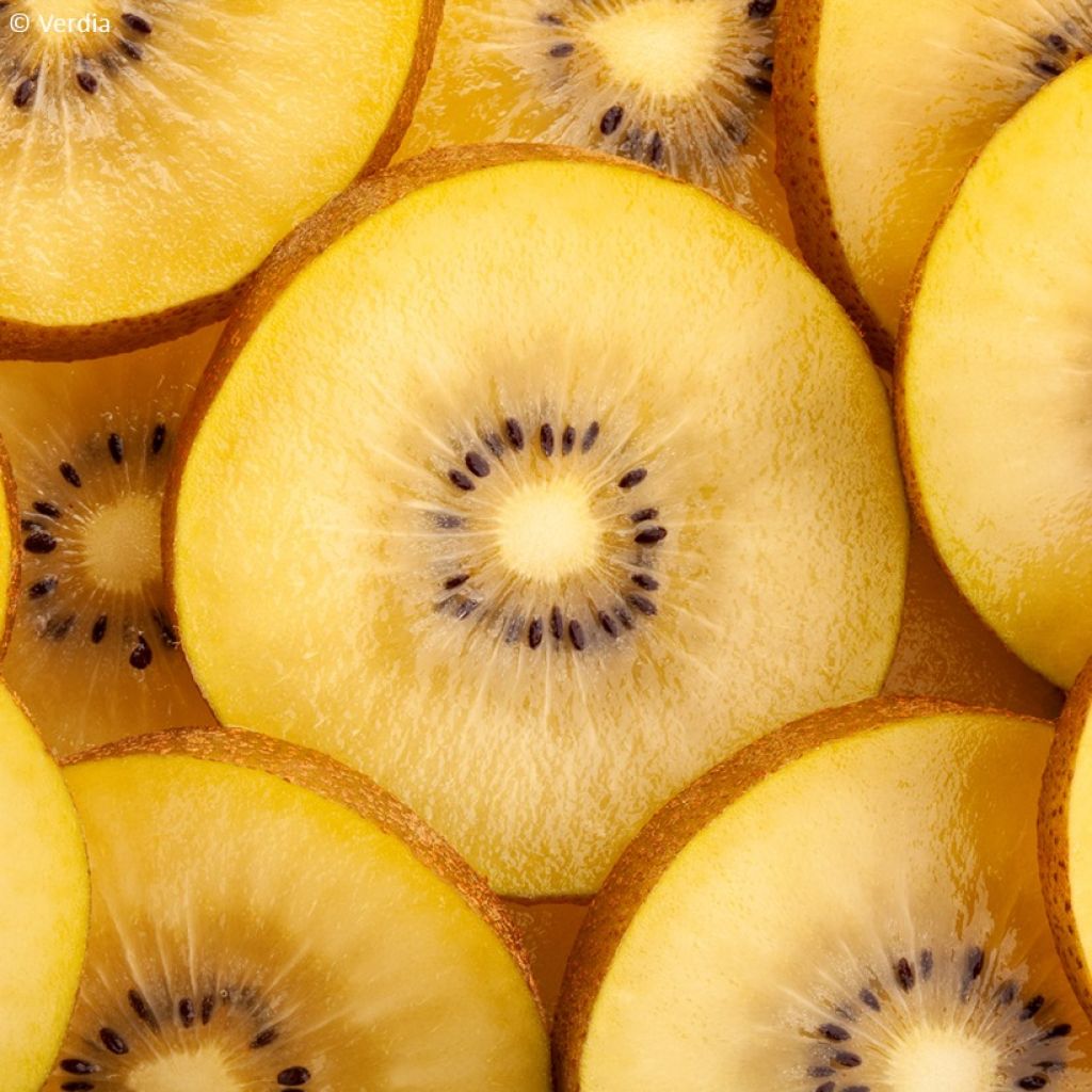 Duo di kiwi gialli kiw'Happy maschio e femmina riuniti in un vaso