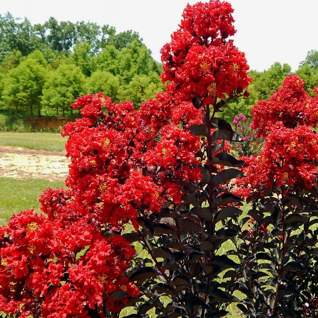 Lagerstroemia Black Solitaire Red Hot - Mirto crespo