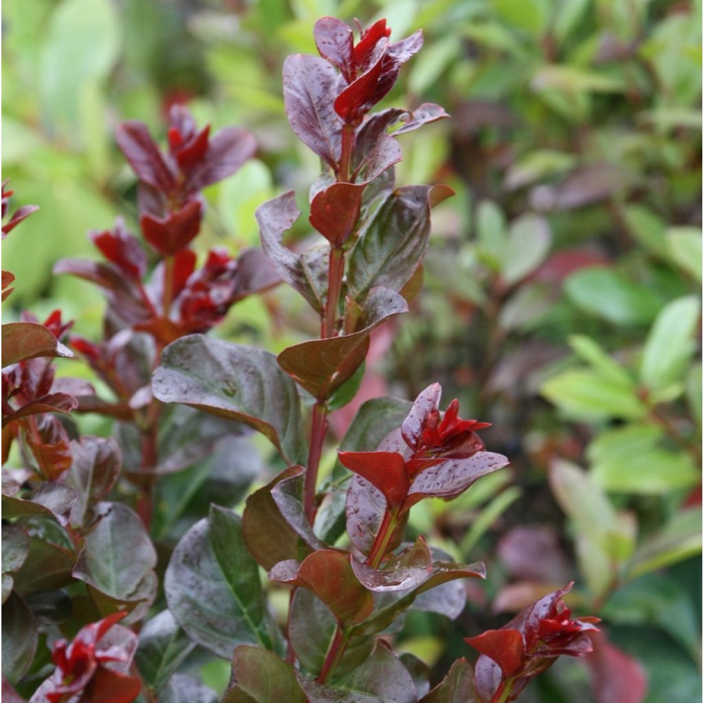 Lagerstroemia Pink Velours - Mirto crespo
