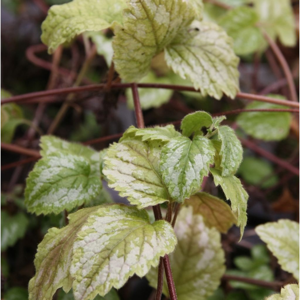Lamium galeobdolon Florentinum