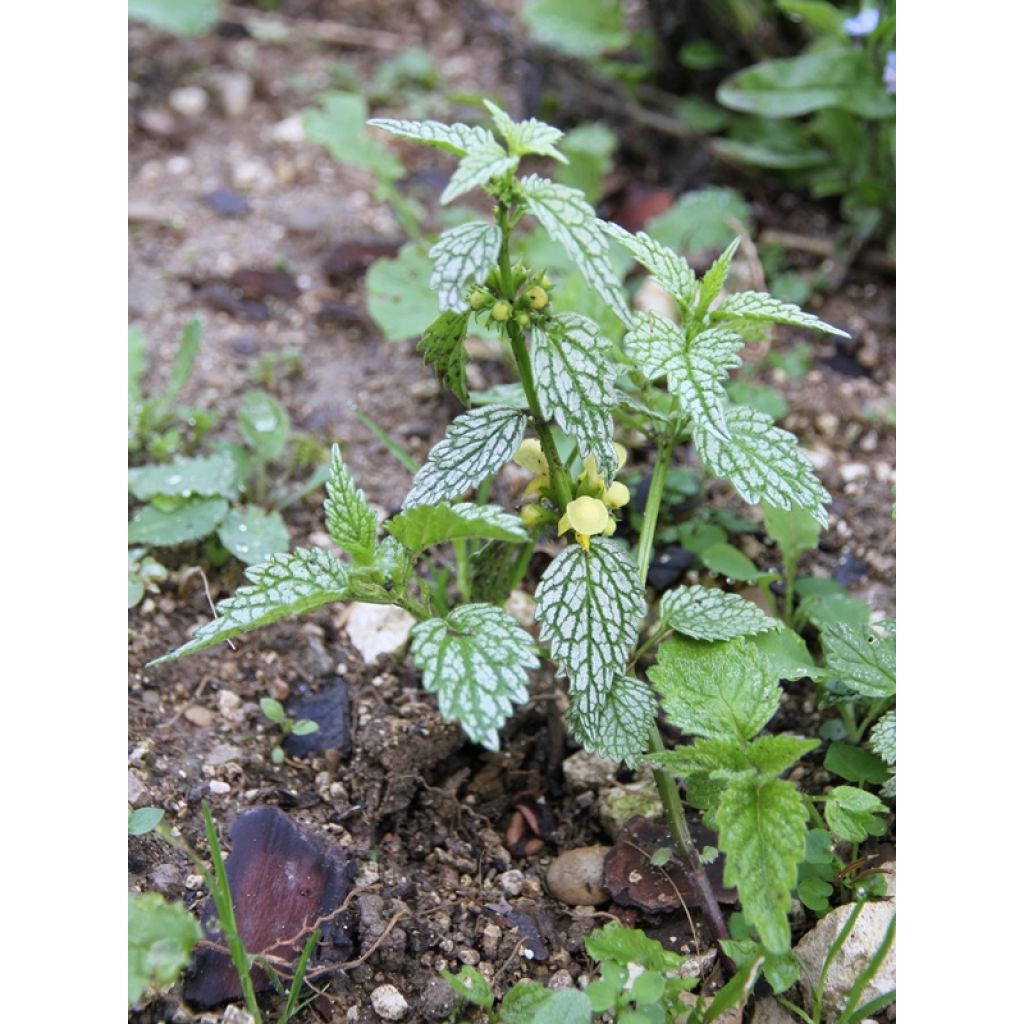Lamium galeobdolon Hermann's Pride