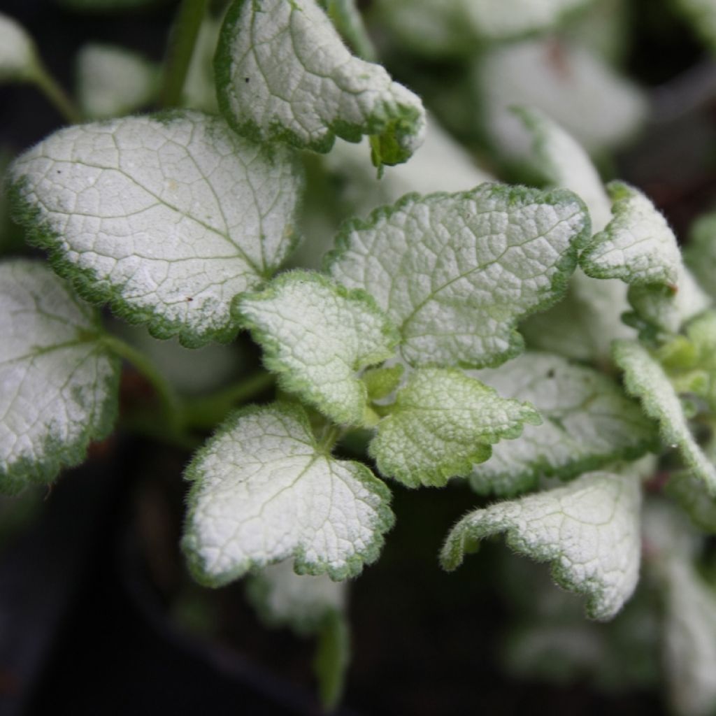 Lamium maculatum Red Nancy