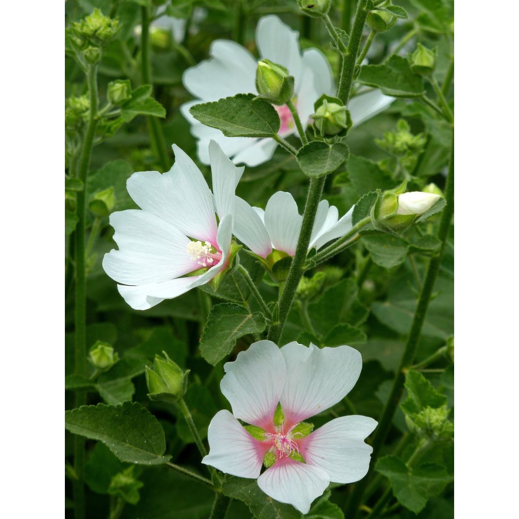Lavatera Frederique